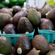 Avocados in grocery store display